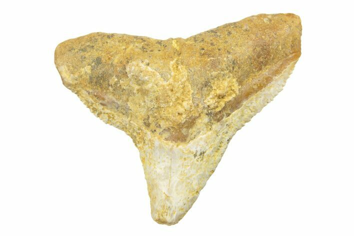 Fossil Bull Shark Tooth (Carcharhinus) - Angola #259476